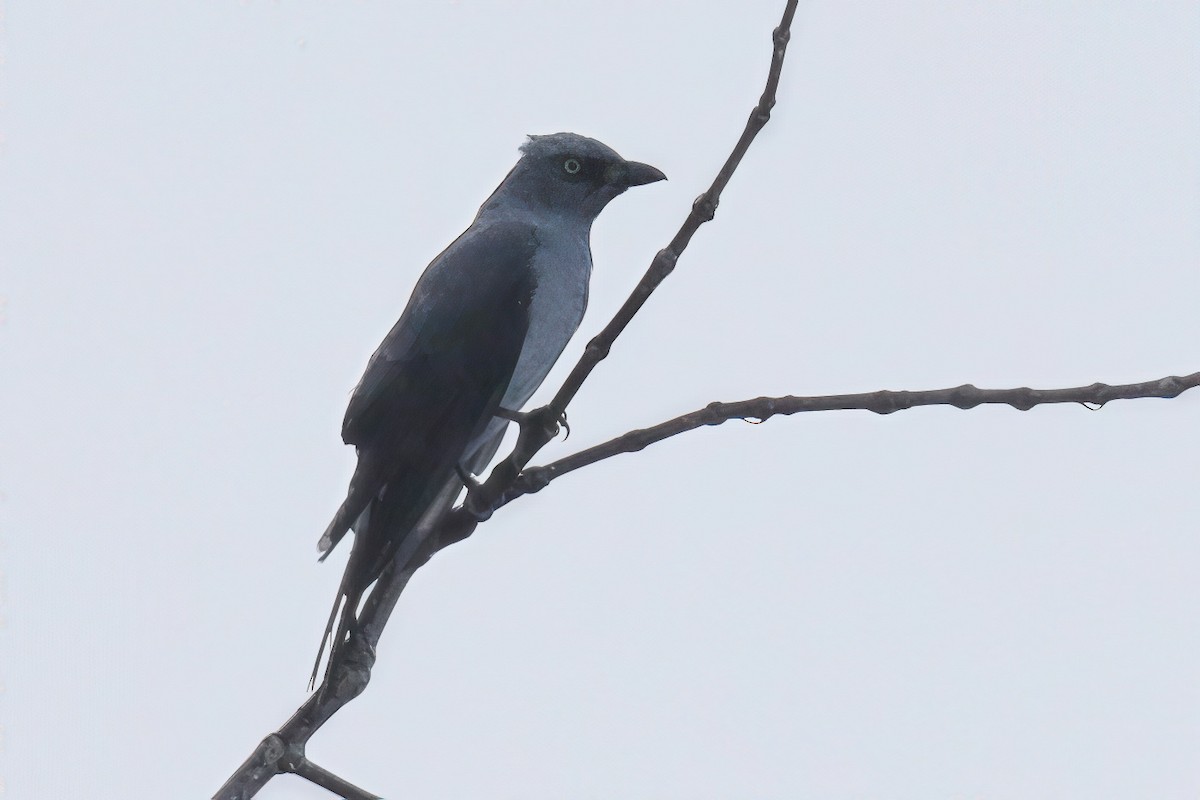 White-rumped Cuckooshrike - ML633905456