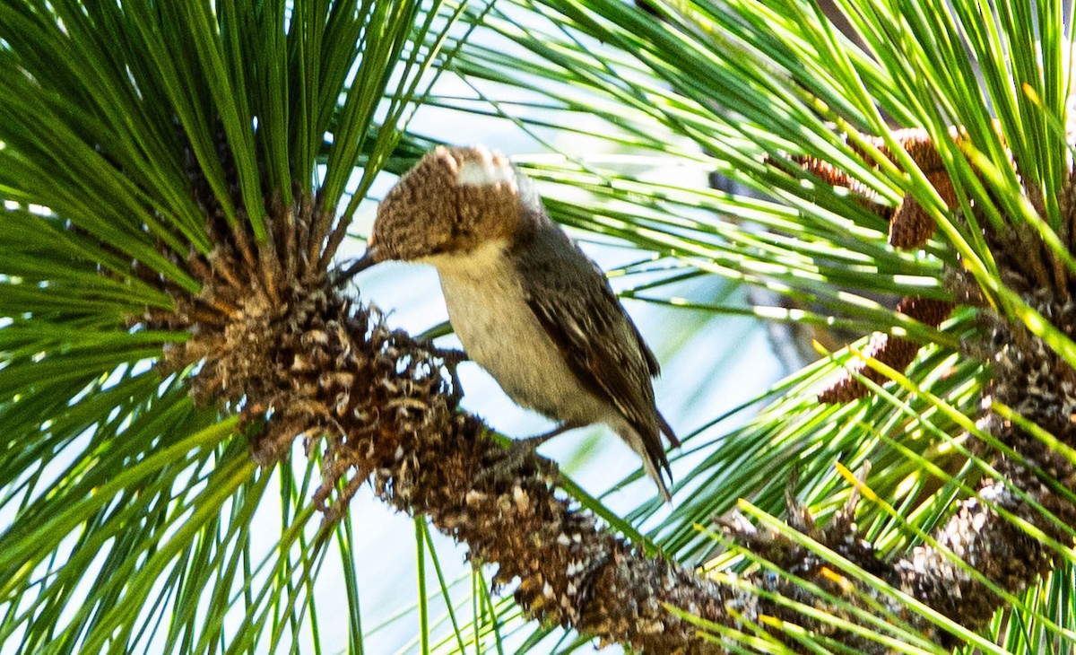 Brown-headed Nuthatch - ML633905464