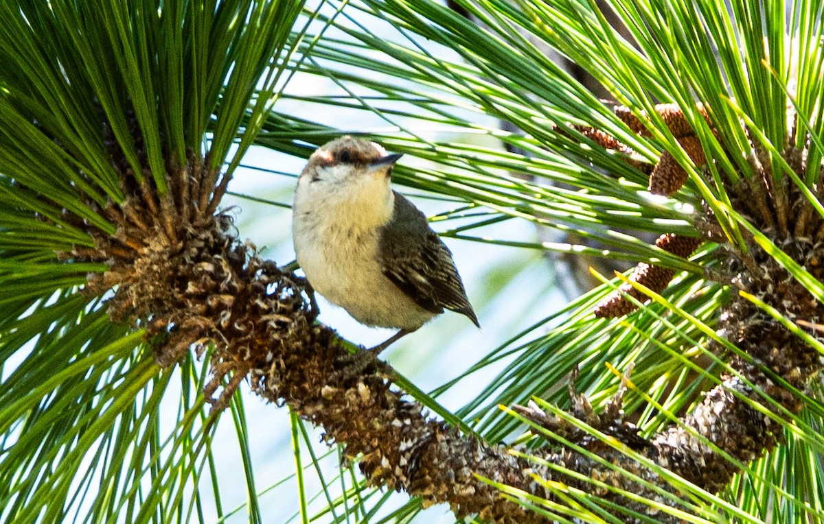 Brown-headed Nuthatch - ML633905465
