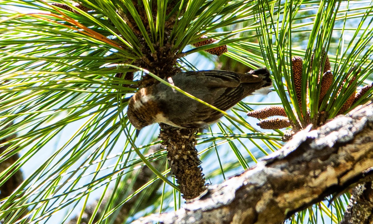 Brown-headed Nuthatch - ML633905466