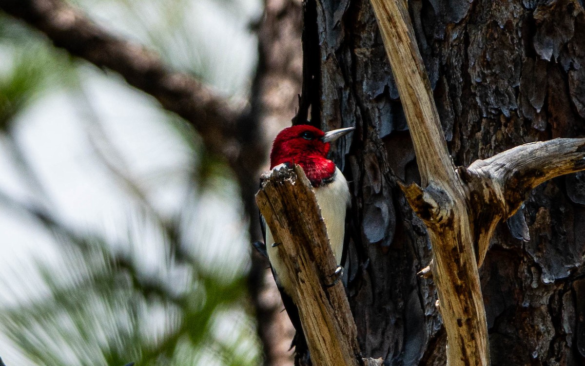 Red-headed Woodpecker - ML633905480