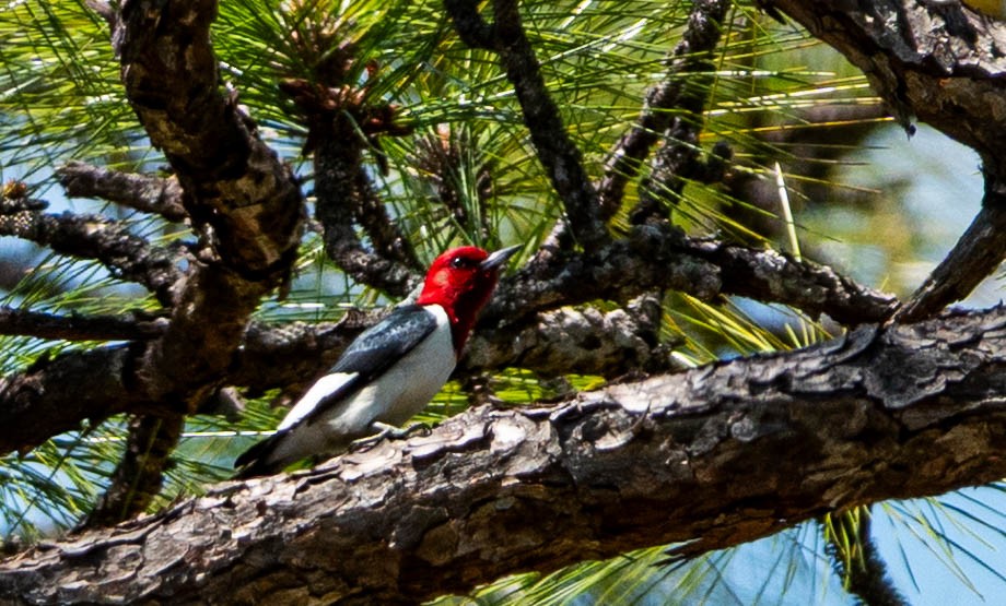 Red-headed Woodpecker - ML633905481