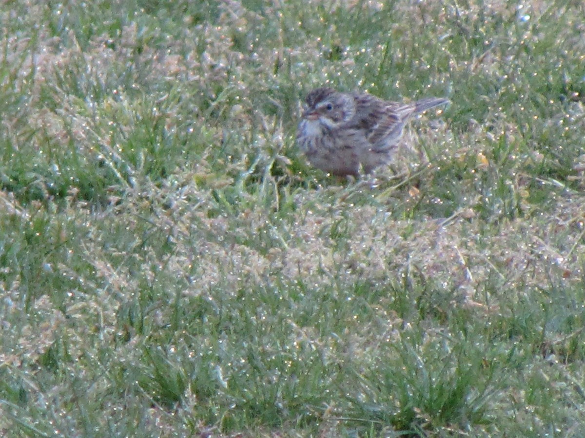 Vesper Sparrow - ML633905550