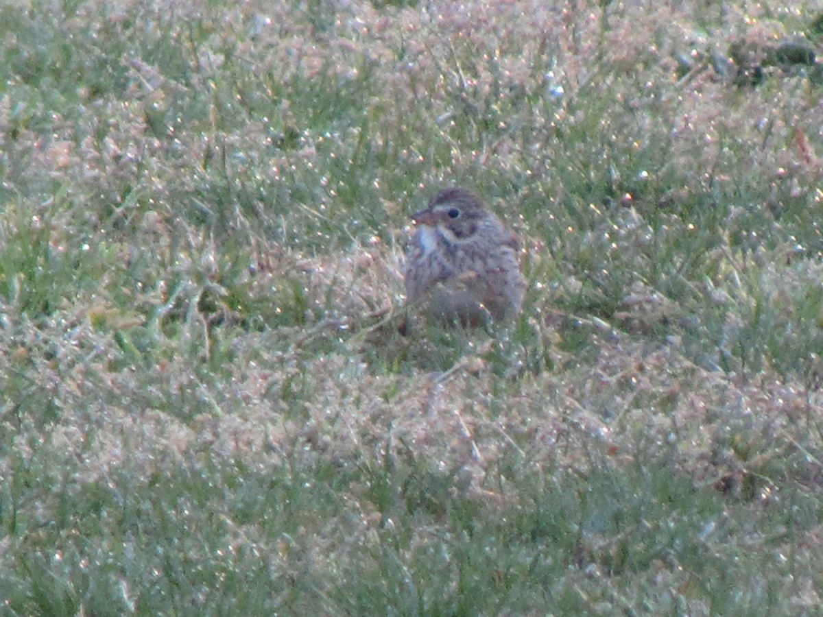 Vesper Sparrow - ML633905552