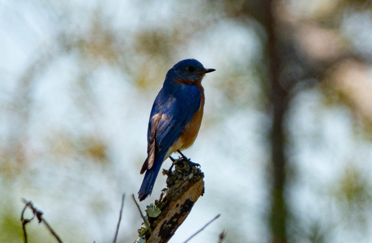 Eastern Bluebird - ML633905574