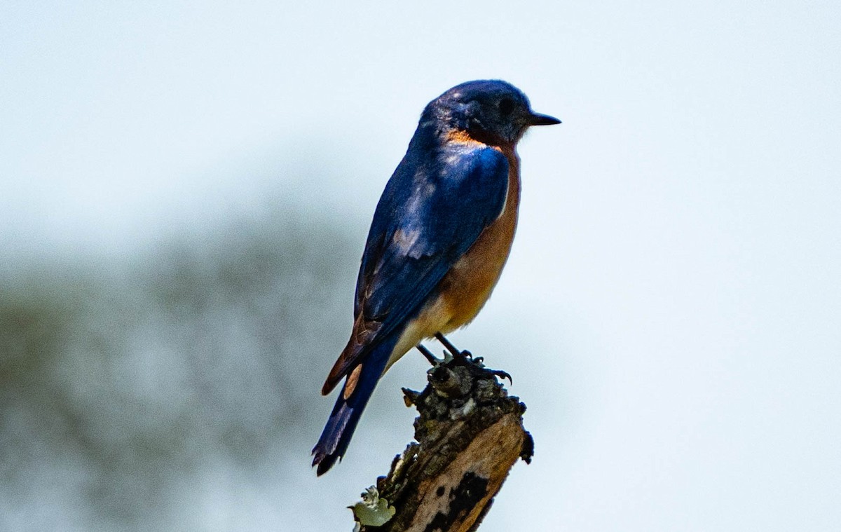 Eastern Bluebird - ML633905575