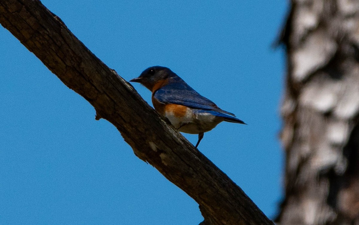 Eastern Bluebird - ML633905576