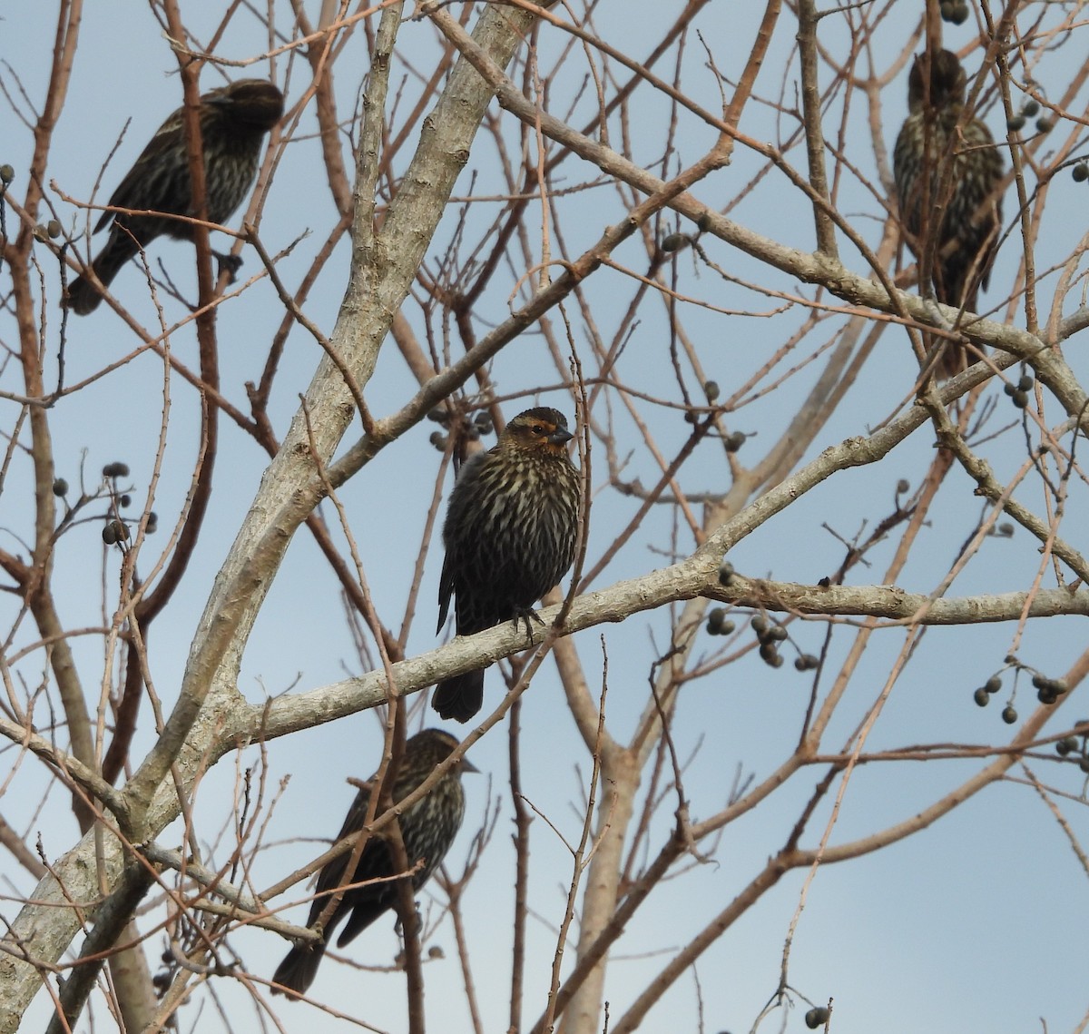 Red-winged Blackbird - ML633905730