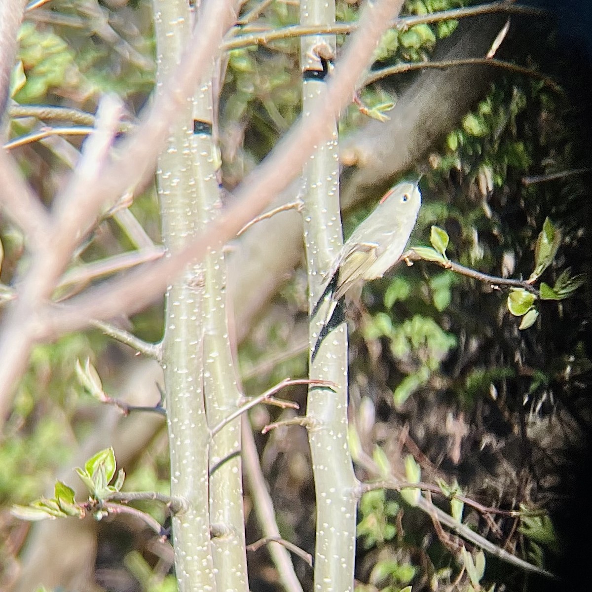 Ruby-crowned Kinglet - ML633905766