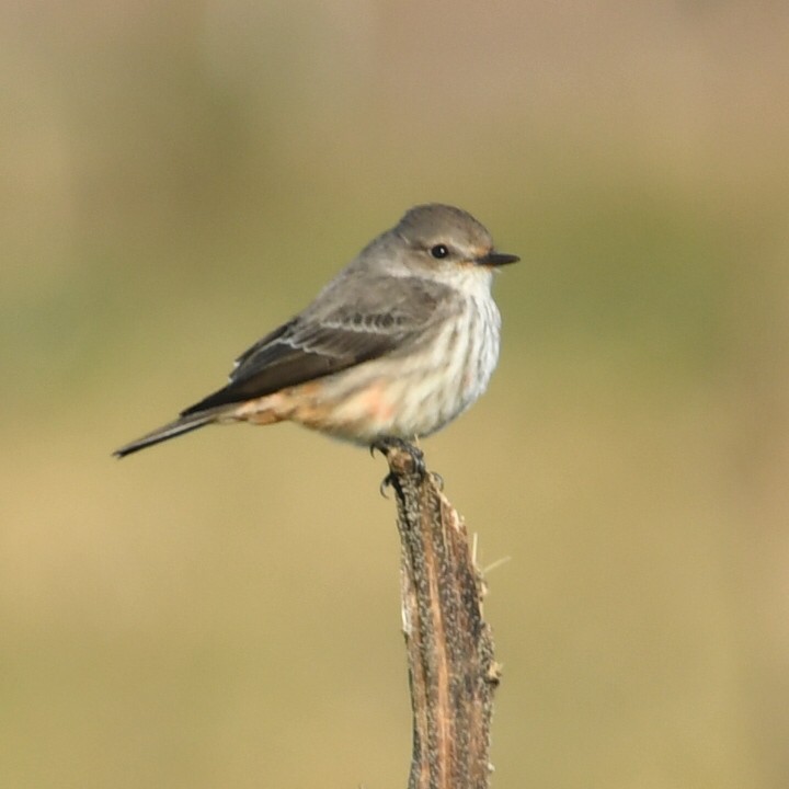 Vermilion Flycatcher - ML633905795