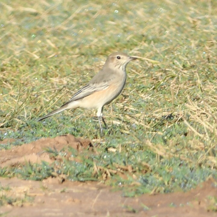 Lesser Shrike-Tyrant - ML633905805