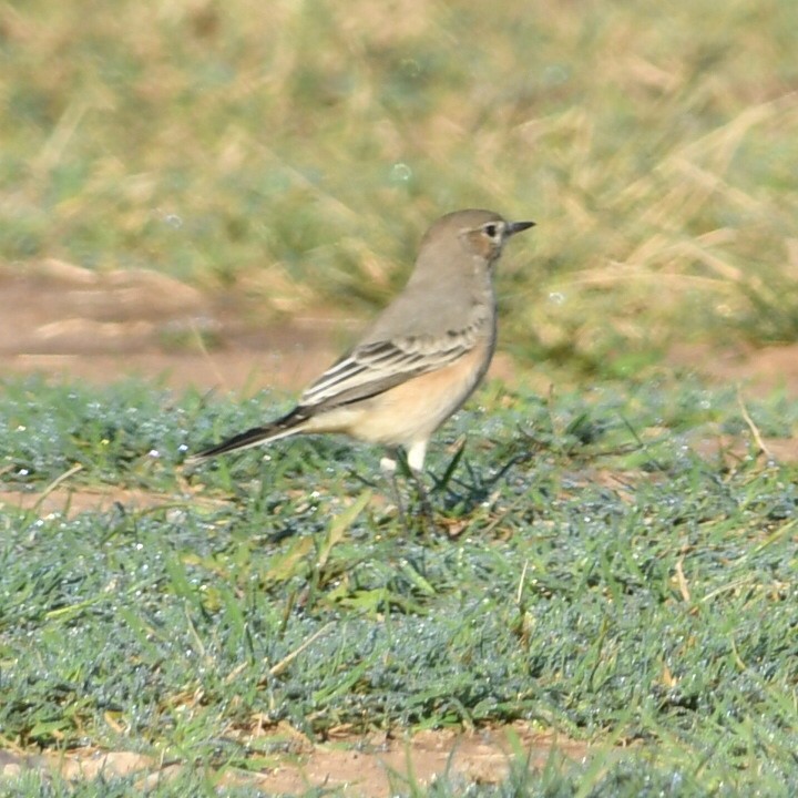 Lesser Shrike-Tyrant - ML633905816