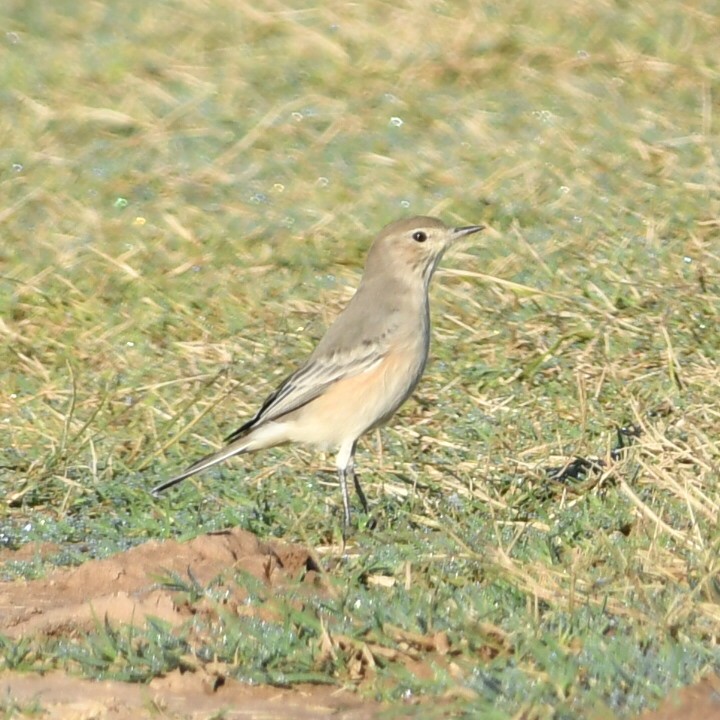 Lesser Shrike-Tyrant - ML633905823