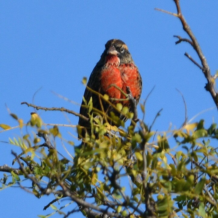 White-browed Meadowlark - ML633905836