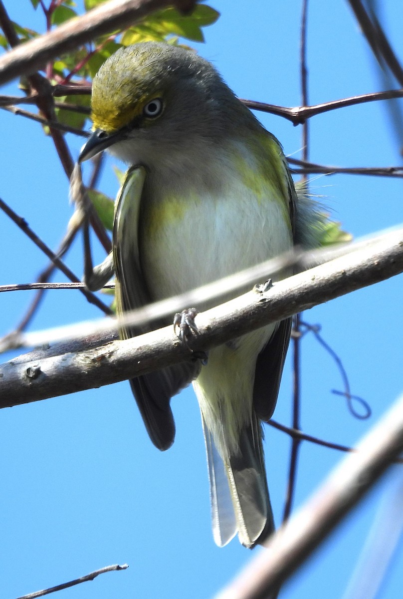 White-eyed Vireo - ML633905864