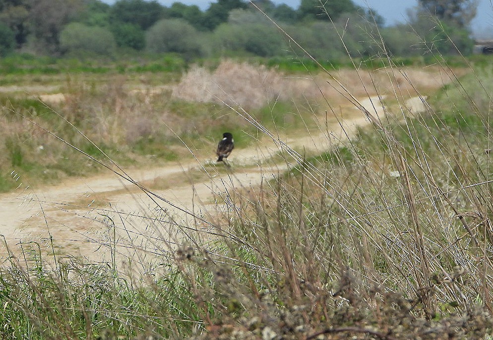 European Stonechat - ML633905915