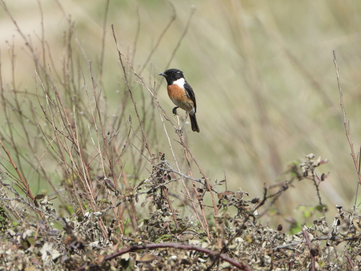 European Stonechat - ML633905976