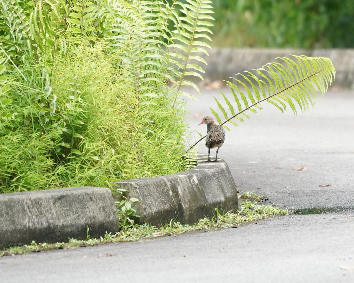Slaty-breasted Rail - ML633906009