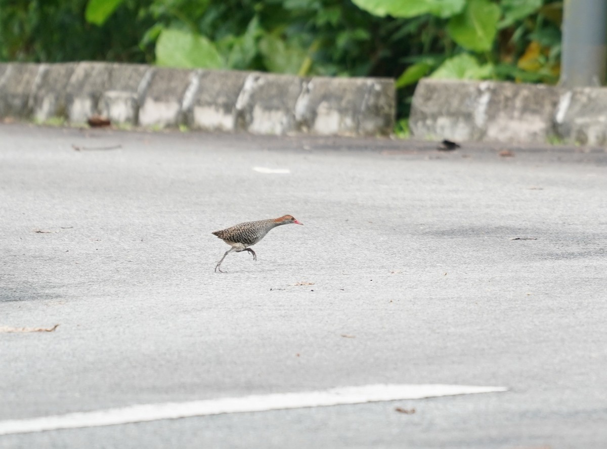 Slaty-breasted Rail - ML633906010