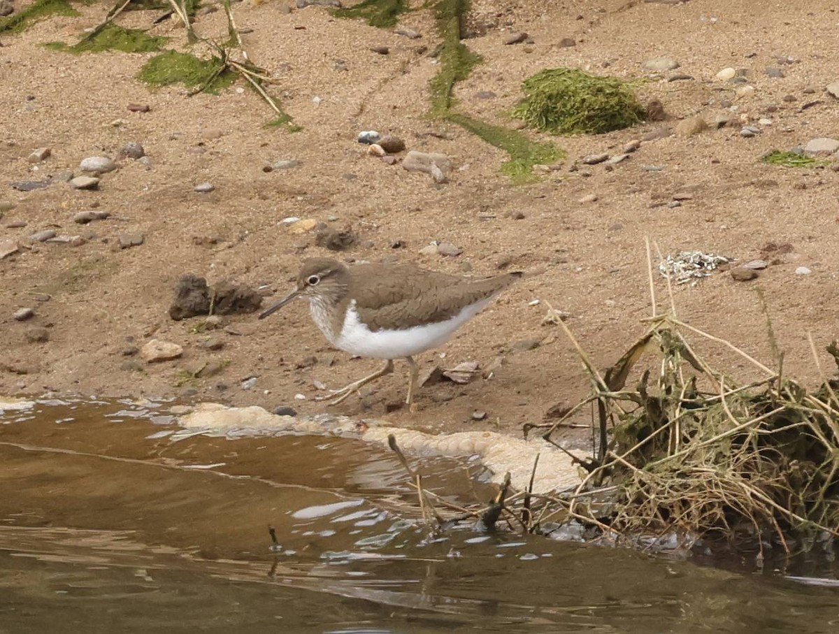 Common Sandpiper - ML633906030