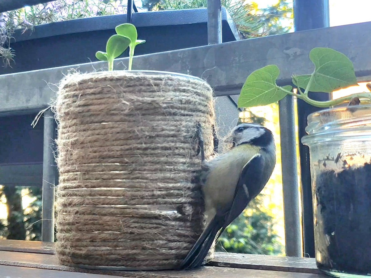 Eurasian Blue Tit - ML633906042