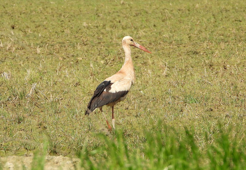White Stork - ML633906044