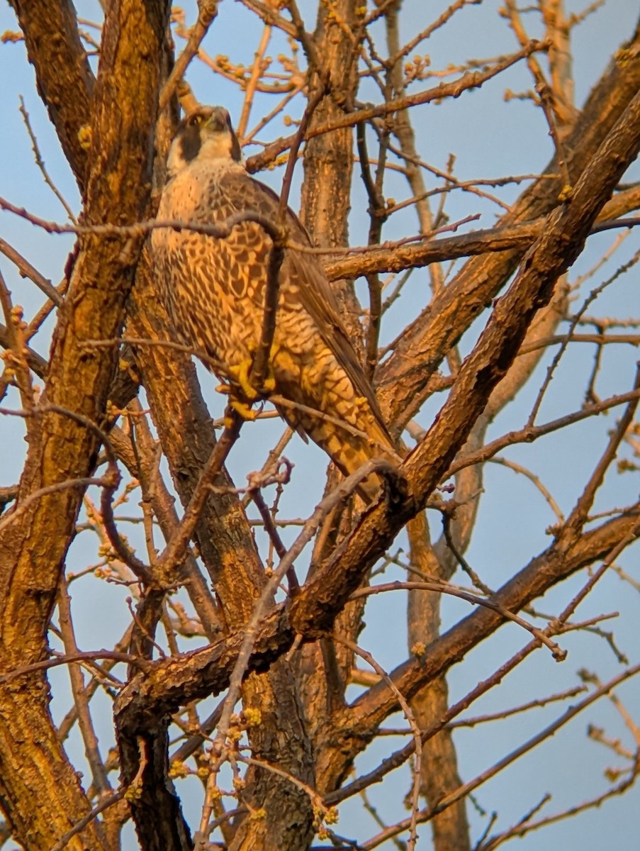 Peregrine Falcon - ML633906056