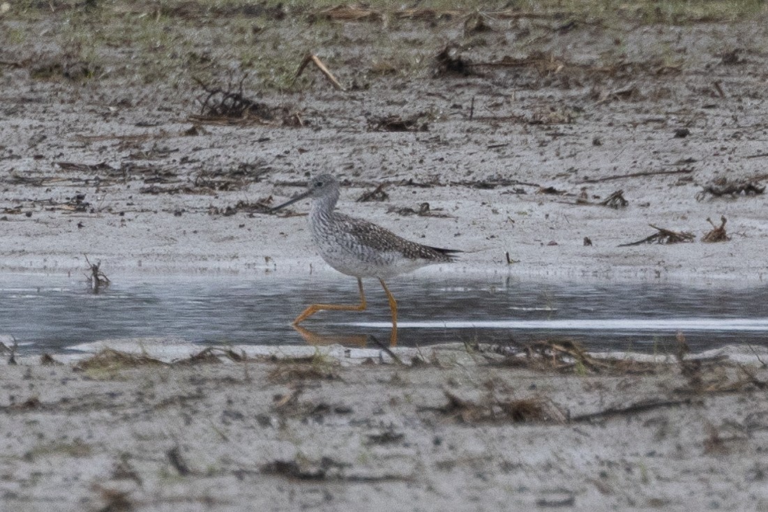 Greater Yellowlegs - ML633906120