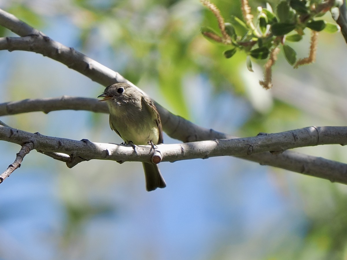 Gray/Dusky Flycatcher - ML633906249