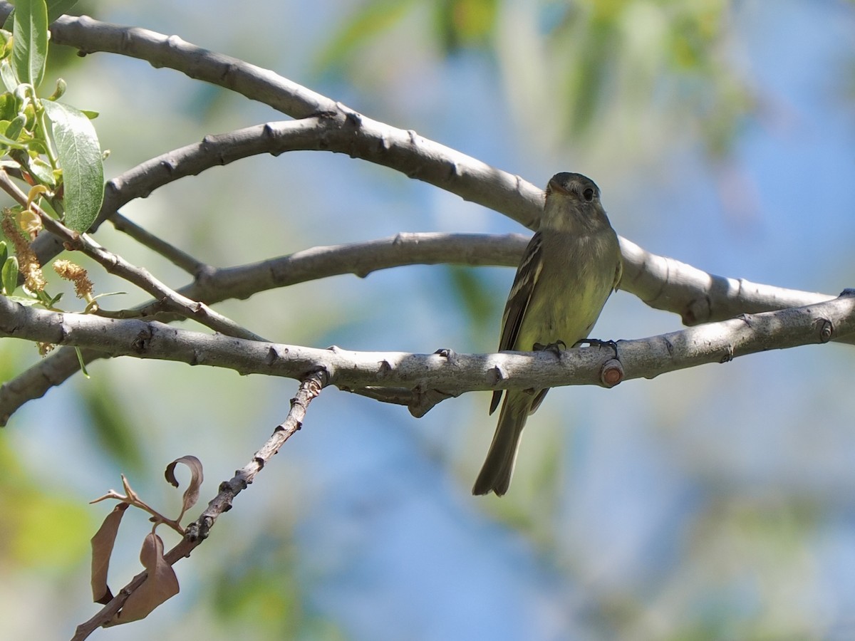 Gray/Dusky Flycatcher - ML633906250