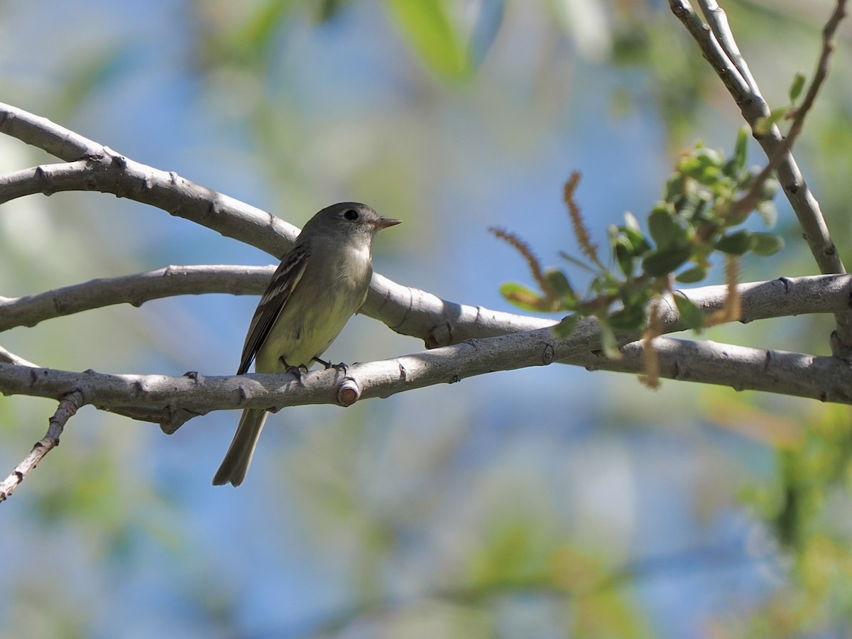 Gray/Dusky Flycatcher - ML633906251