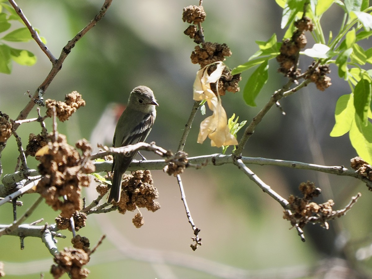 Gray/Dusky Flycatcher - ML633906252