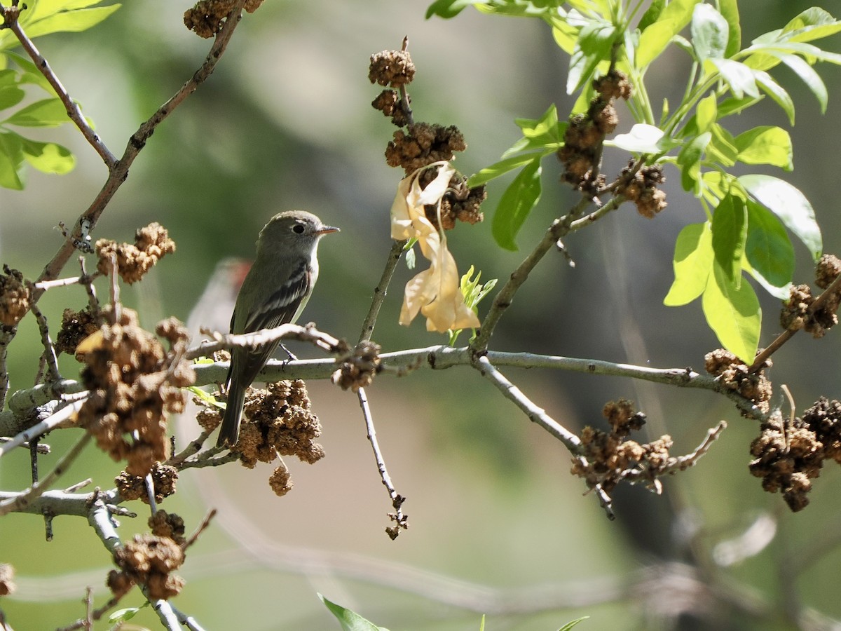 Gray/Dusky Flycatcher - ML633906253
