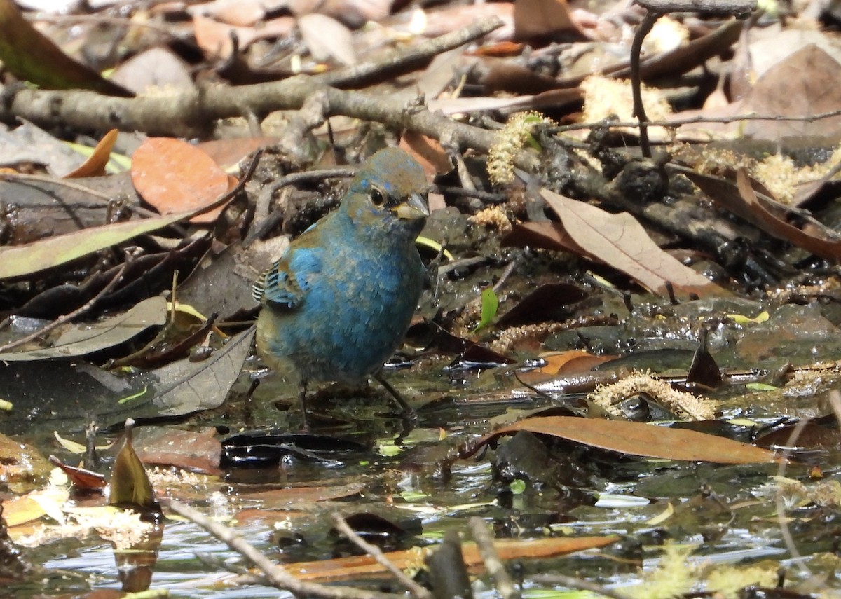 Indigo Bunting - ML633906306