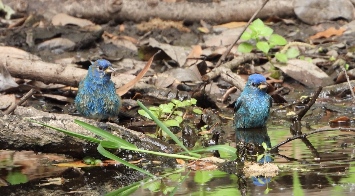 Indigo Bunting - ML633906388