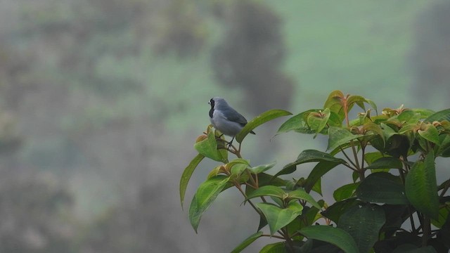 カオグロフウキンチョウ - ML633906397