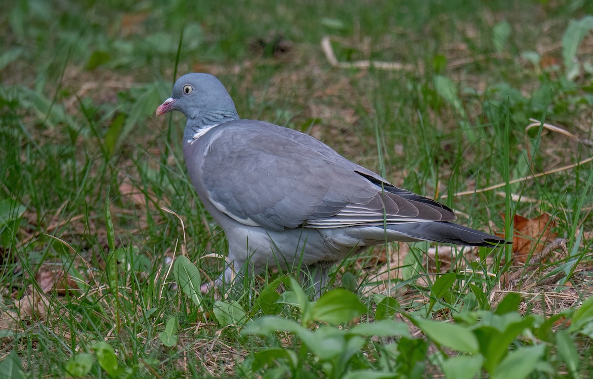 Ойн тагтаа - ML633906398