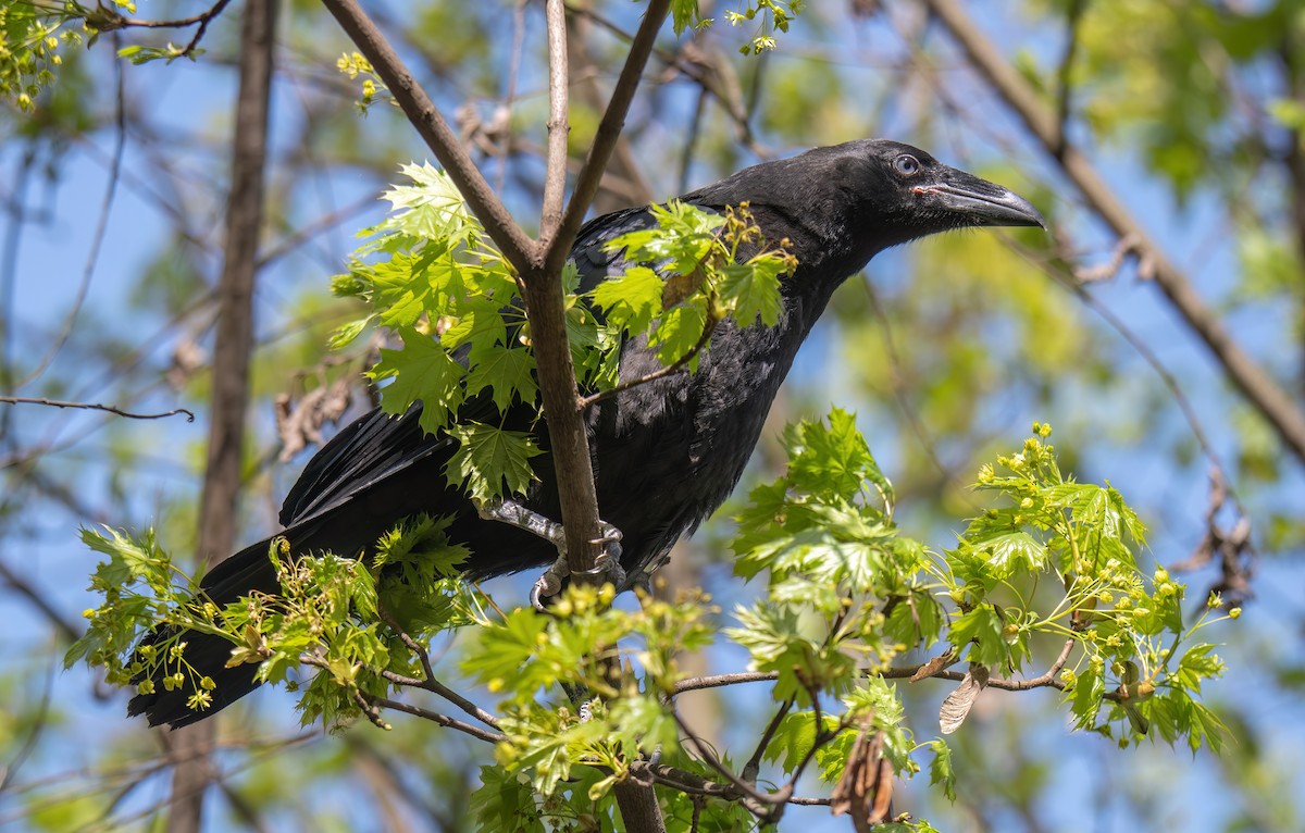 Хон хэрээ - ML633906411