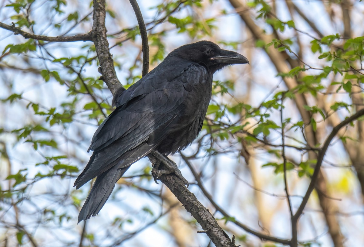 Хон хэрээ - ML633906412