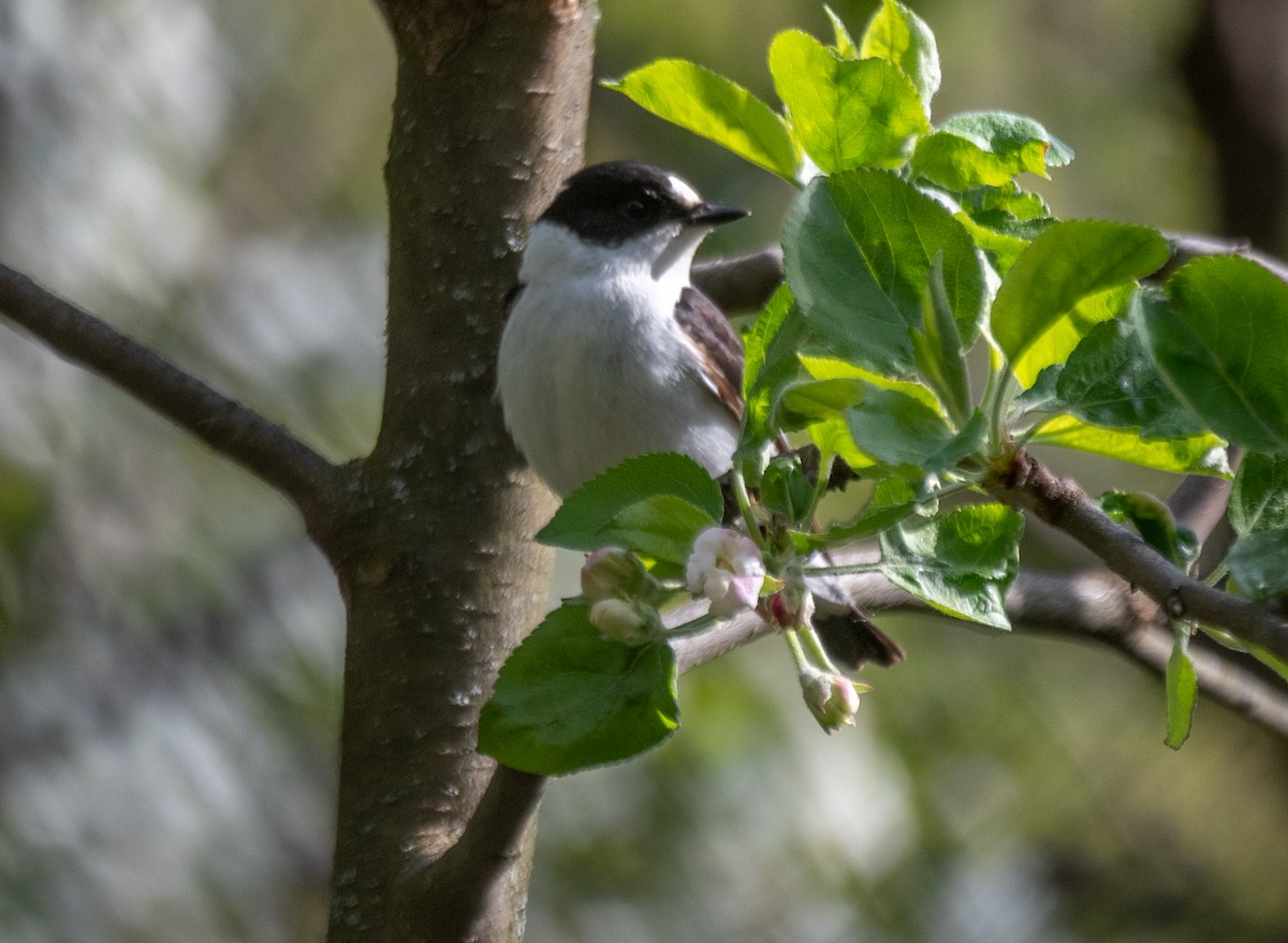 Collared Flycatcher - ML633906425