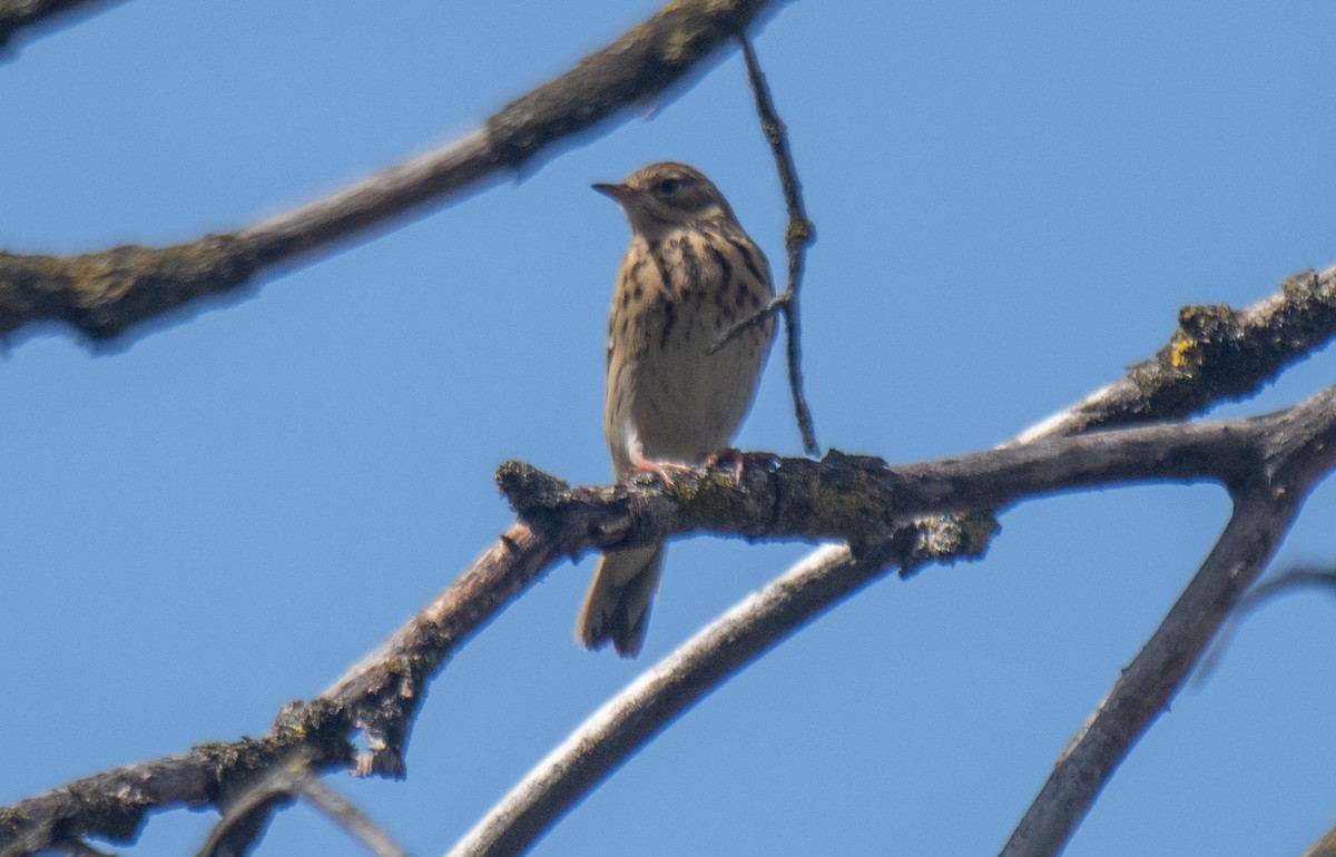 Ойн шийхнүүхэй - ML633906436