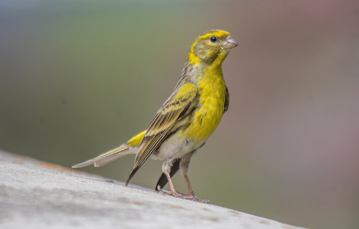 European Serin - ML633906446