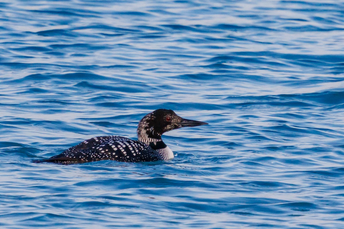 Common Loon - ML633906636