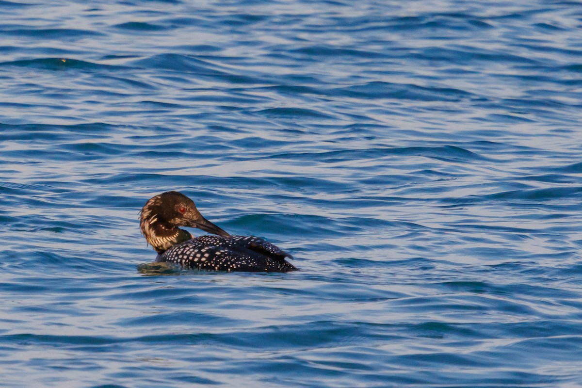 Common Loon - ML633906643