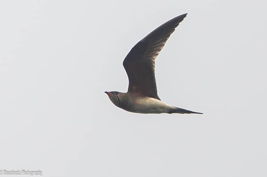 ニシツバメチドリ - ML633906715