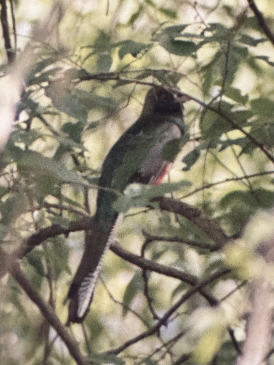 Elegant Trogon - ML633906911