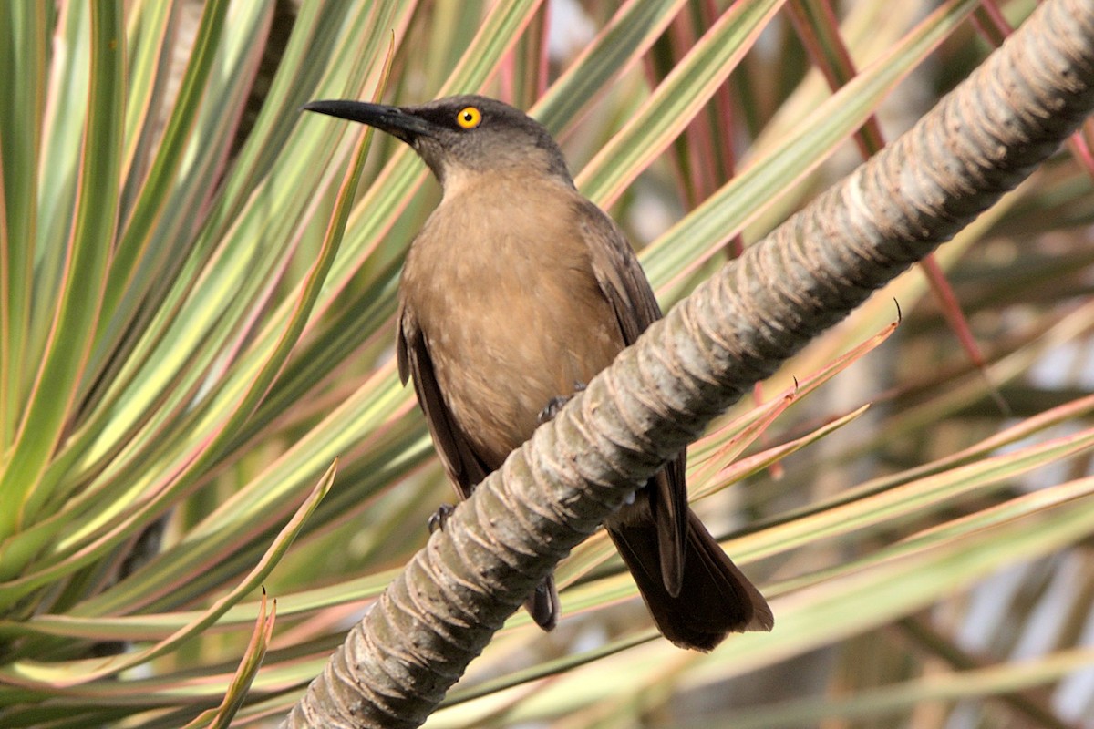 Brown Trembler - ML633906996