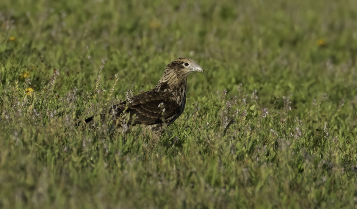 čimango žlutavý - ML633907015