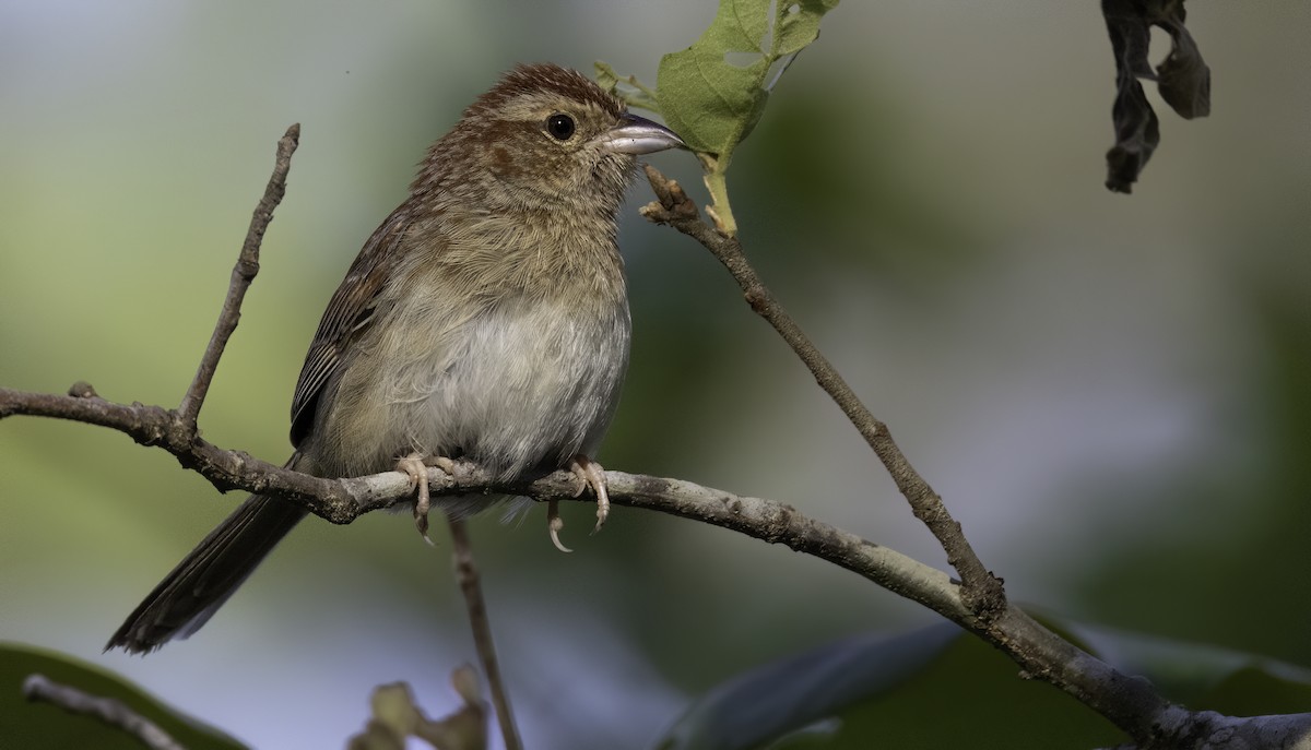 Bachman's Sparrow - ML633907119