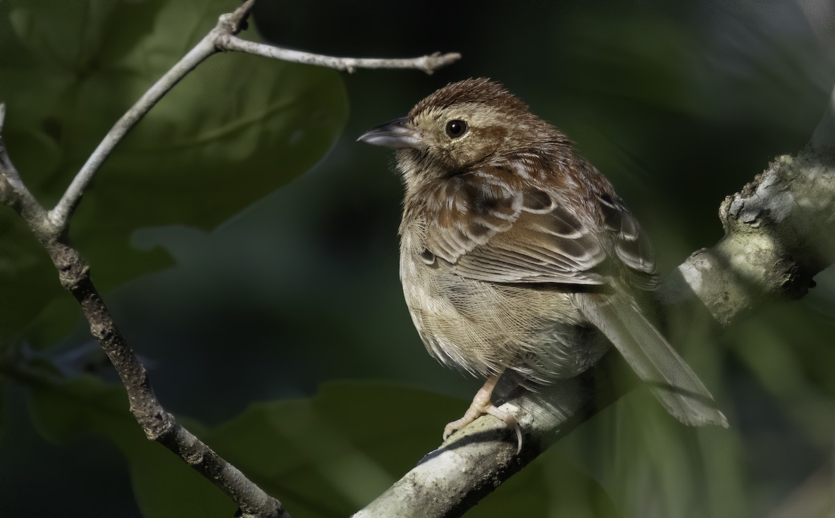 Bachman's Sparrow - ML633907120